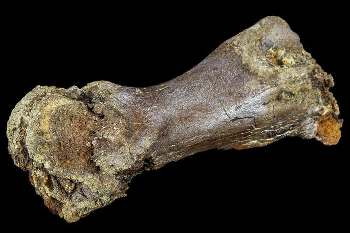 Bargain, Hadrosaur (Edmontosaurus) Hand Bone - South Dakota #113602